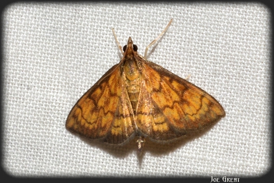 Ecpyrrhorrhoe rubiginalis - rozsdavörös tűzmoly