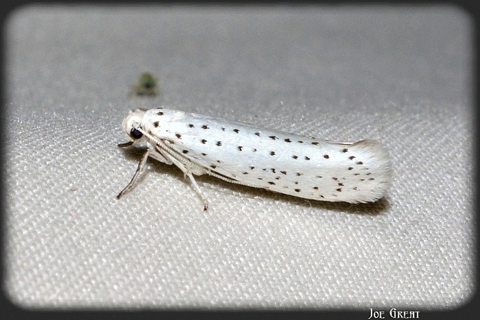 Yponomeuta