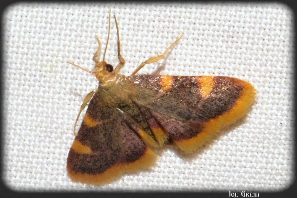 Hypsopygia costalis - szénailonca