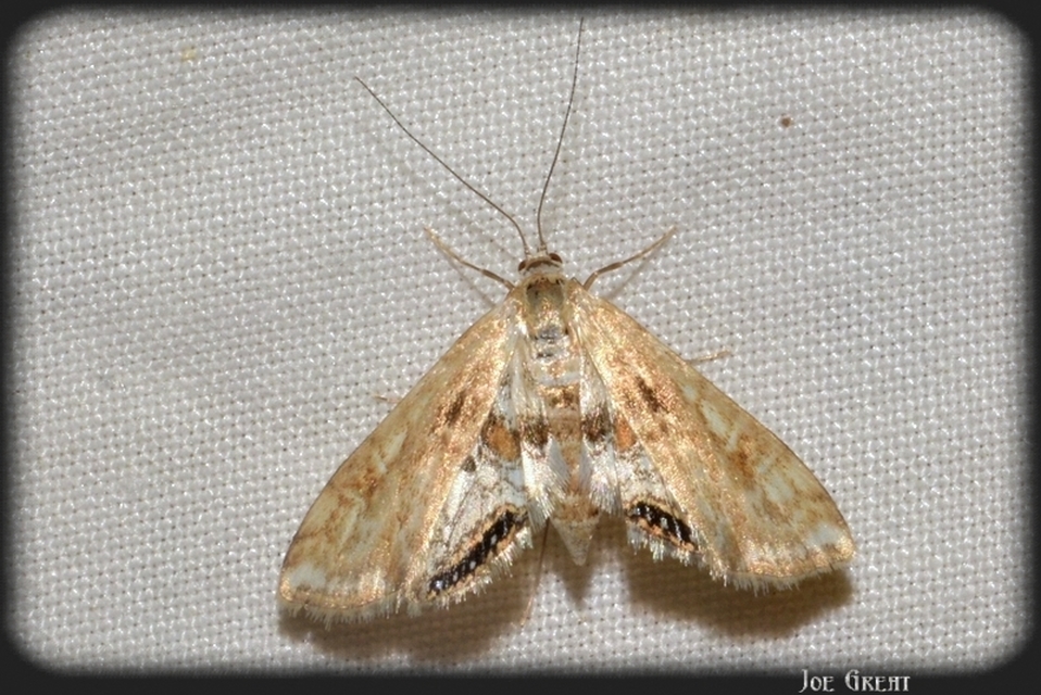 Cataclysta lemnata - békalencsemoly