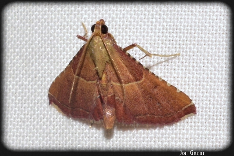 Endotricha flammealis - tüzesszárnyú fényilonca