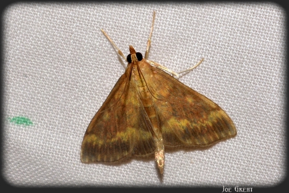 Ostrinia nubilalis - kukoricamoly