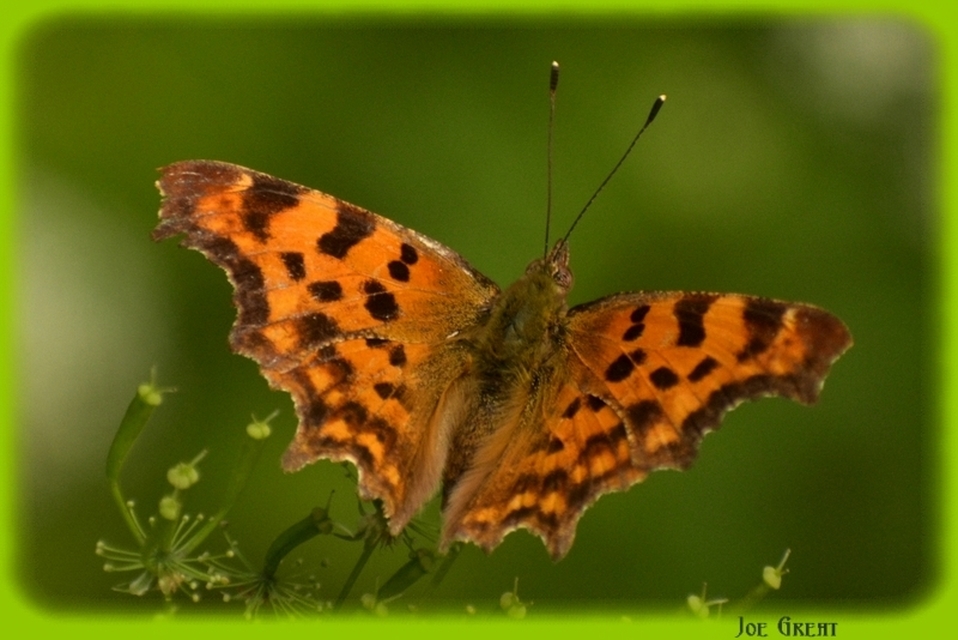 Nymphalis c-album - C-betűs lepke