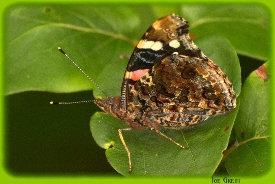 Vanessa atalanta - atalantalepke