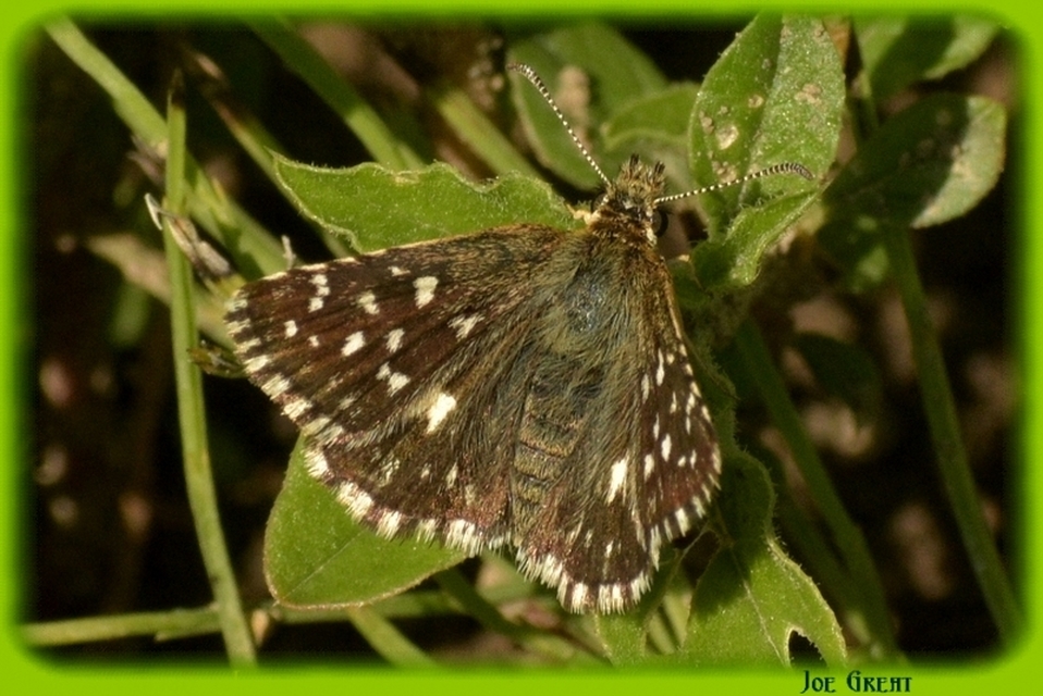 Pyrgus malvae - kis busalepke