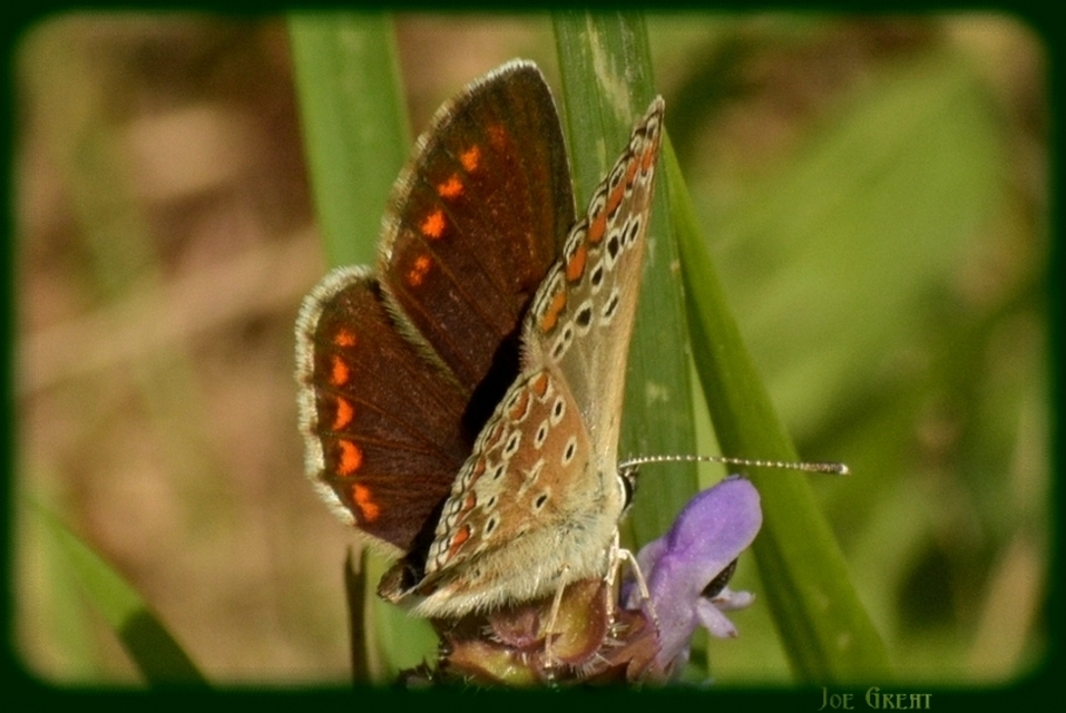 Aricia agestis - szerecsenboglárka