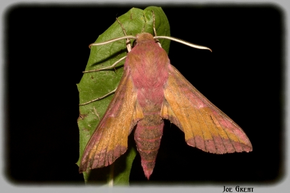 Deilephila porcellus - piros szender