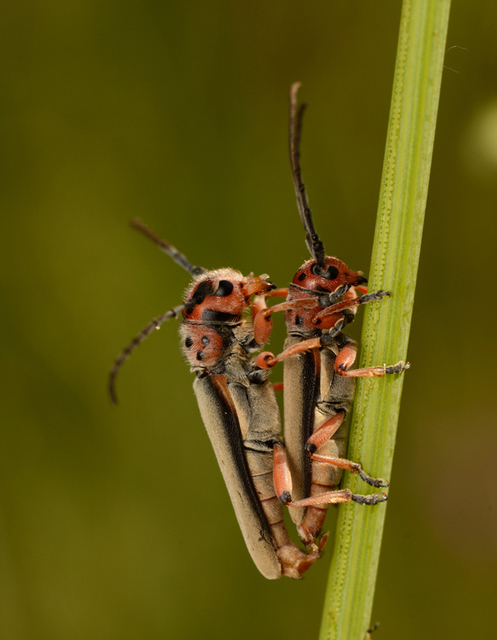Phytoecia argus - árgusszemű cincér