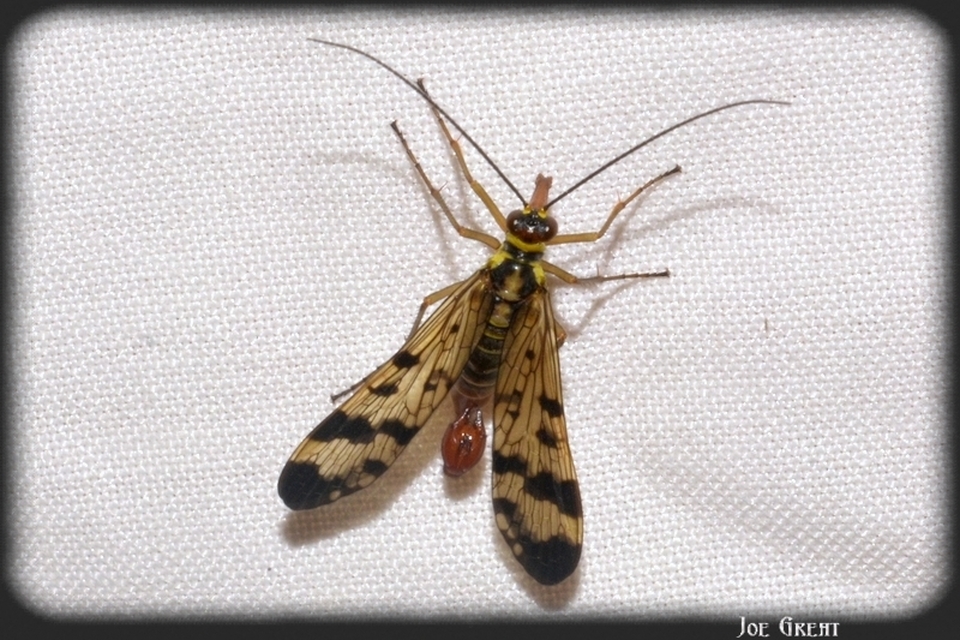Mecoptera - Csőrösrovarok