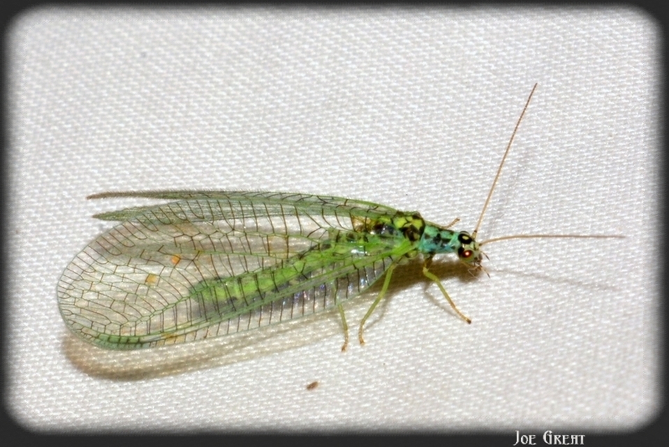 Chrysopa perla - aranyszemű fátyolka Chrysopa perla - aranyszemű fátyolka