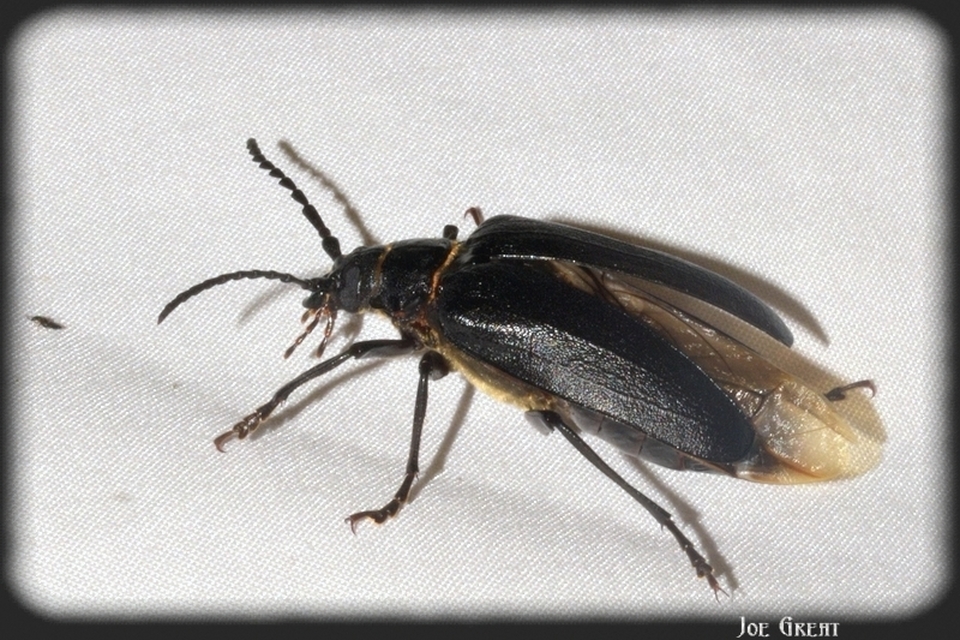Prionus coriarius - csőszcincér