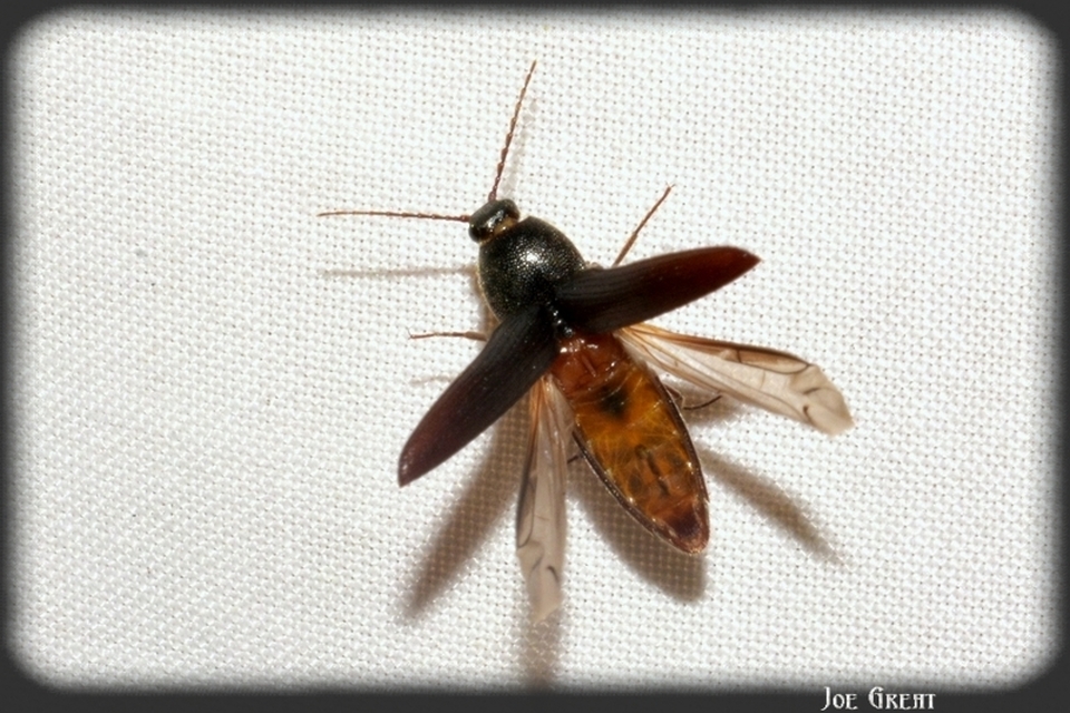 Melanotus