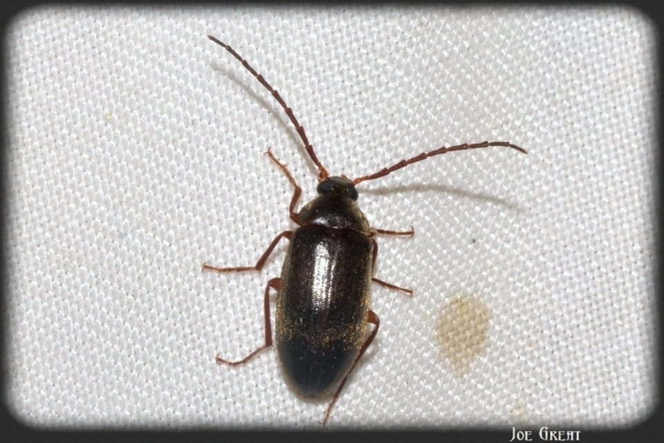 Hymenalia rufipes - rőtlábú alkonybogár