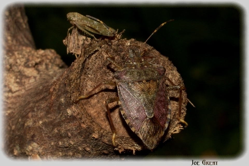 Halyomorpha halys - ázsiai márványospoloska