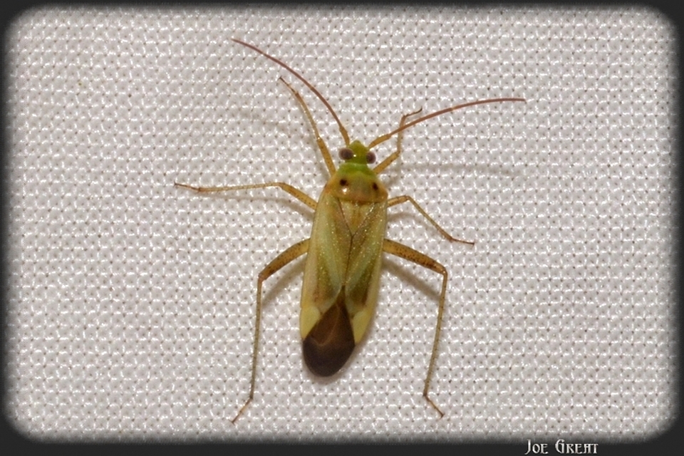 Adelphocoris lineolatus - lucernapoloska