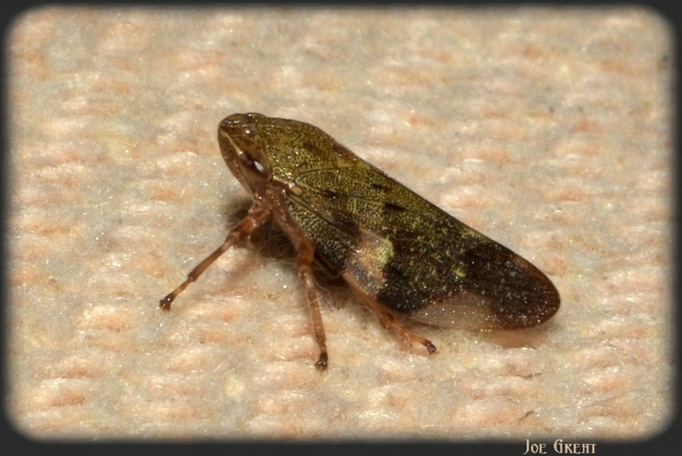 Aphrophora alni