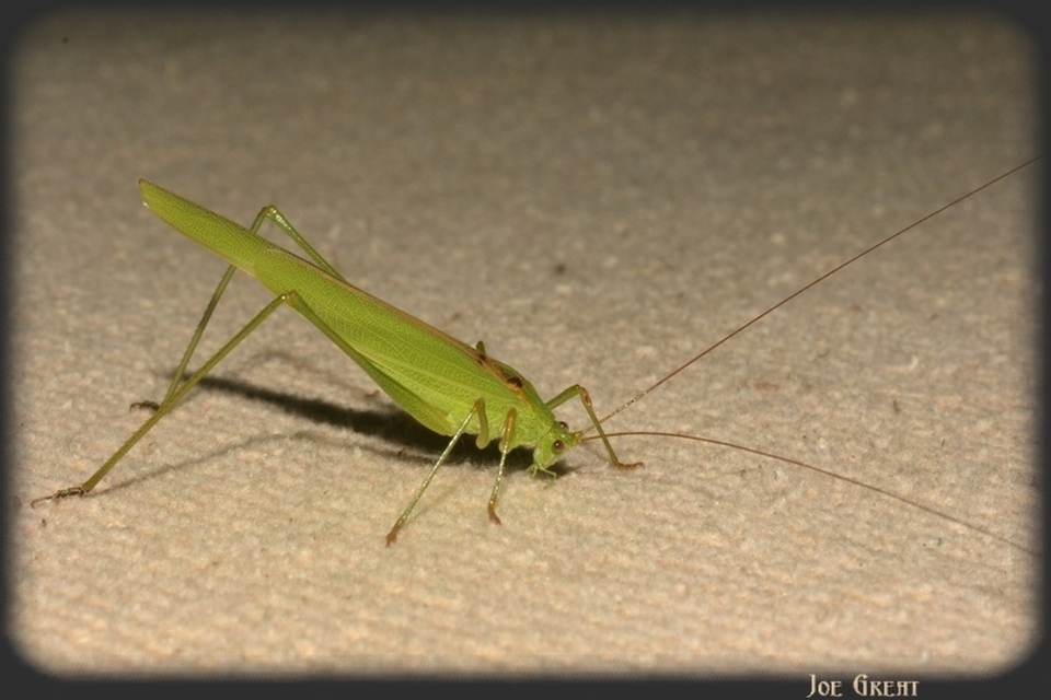 Phaneroptera