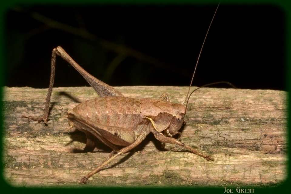 Pholidoptera griseoaptera - szürke avarszöcske