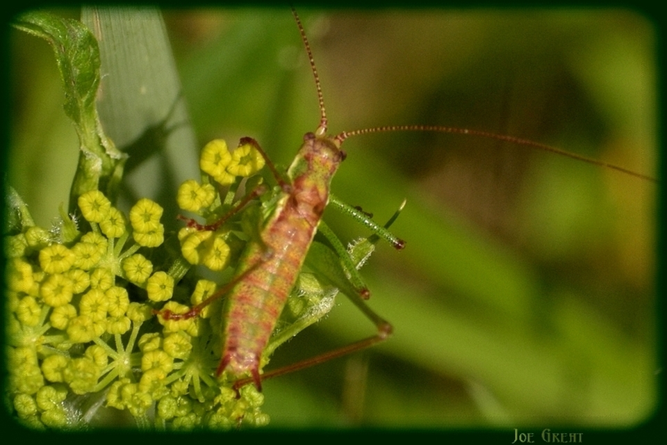 Leptophyes albovittata - közönséges virágszöcske