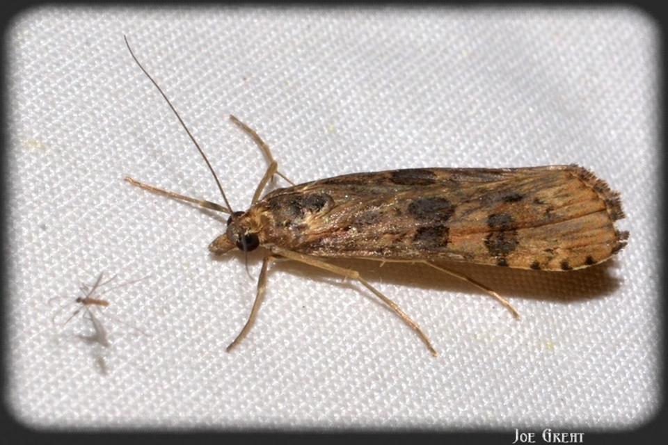 Trichoptera - Tegzesek