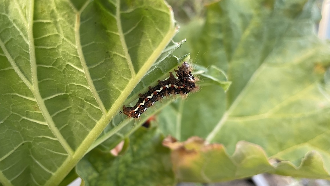 Acronicta rumicis - sóska-szigonyosbagoly