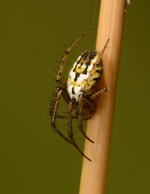 Mangora acalypha - réti keresztespók