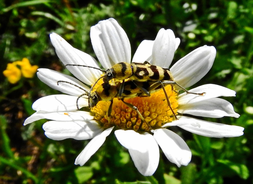 Chlorophorus varius - díszes darázscincér