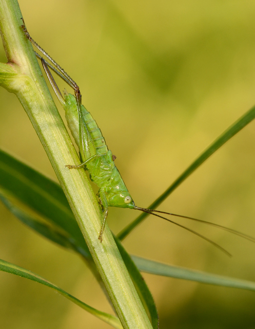 Conocephalus