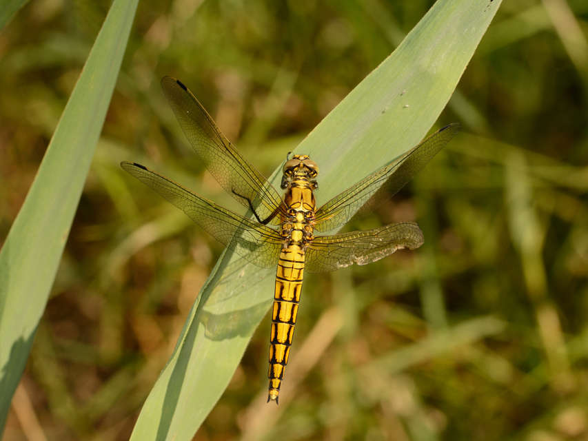 Orthetrum cancellatum - feketefarkú pásztorszitakötő