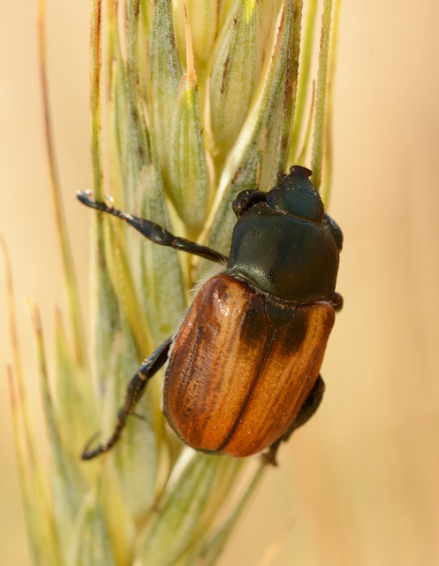 Anisoplia austriaca - osztrák szipoly
