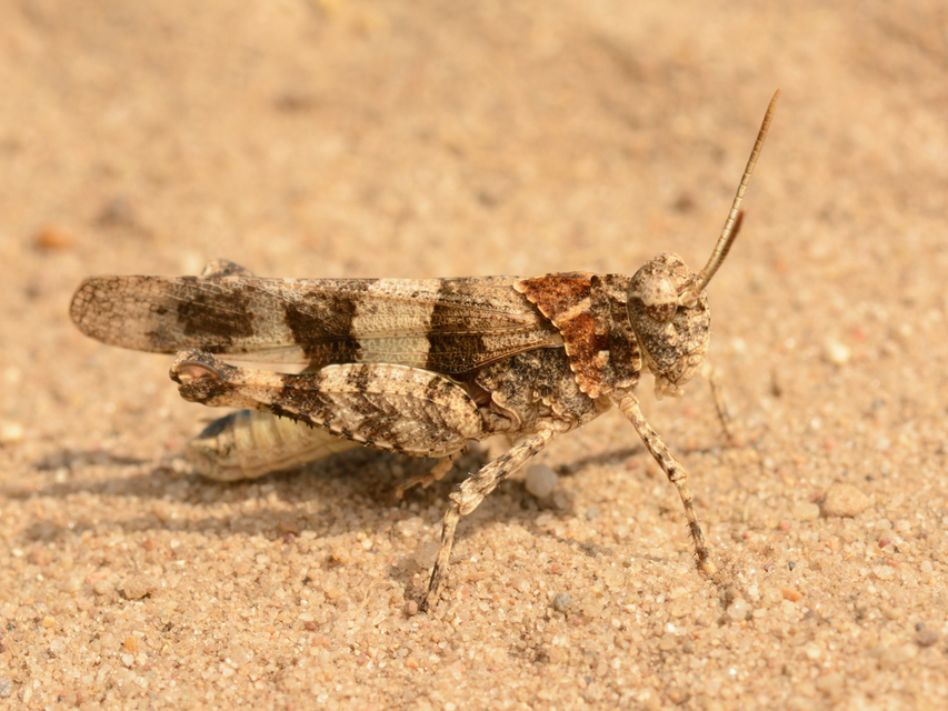 Oedipoda caerulescens - kékszárnyú sáska