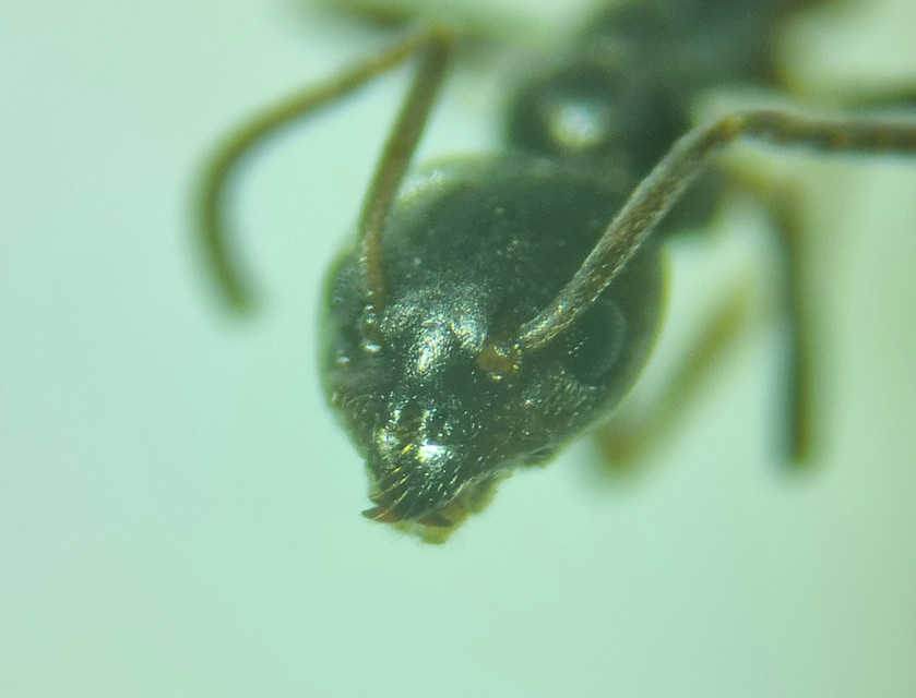 Tapinoma erraticum - kóborhangya