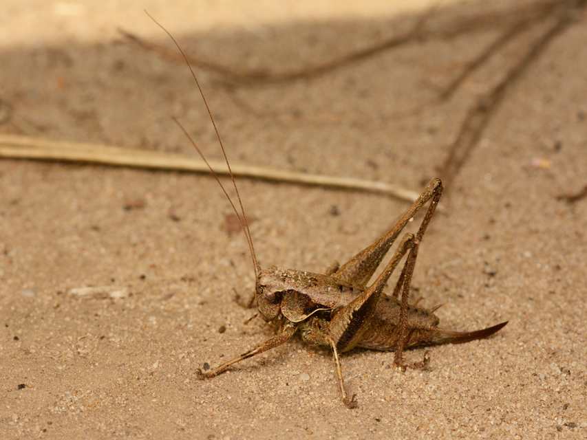 Pholidoptera griseoaptera - szürke avarszöcske