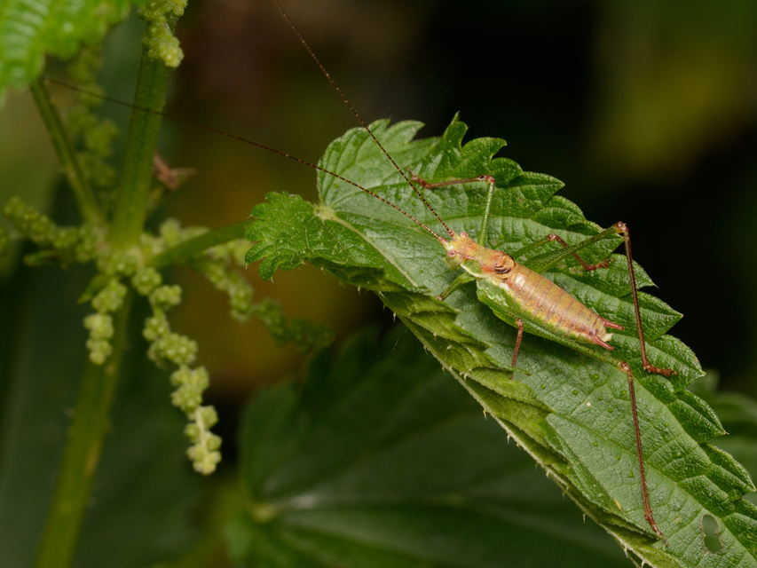 Leptophyes albovittata - közönséges virágszöcske