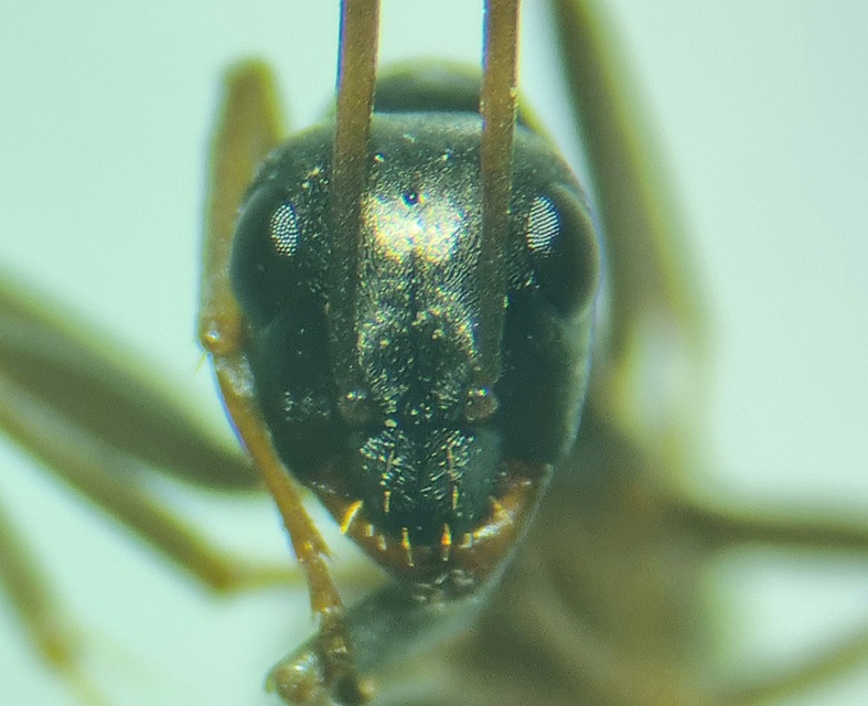 Formica fusca - kormos rabszolgahangya