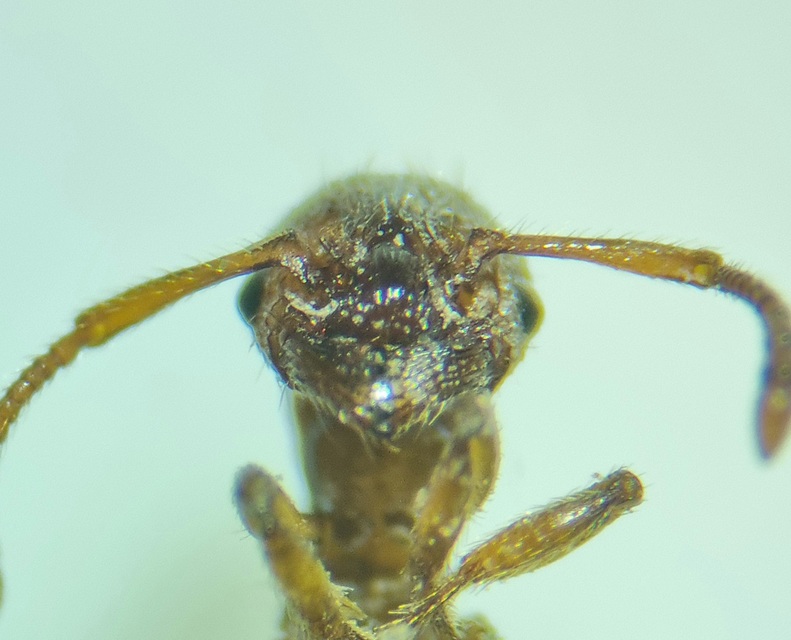 Myrmica sabuleti - gyakori bütyköshangya