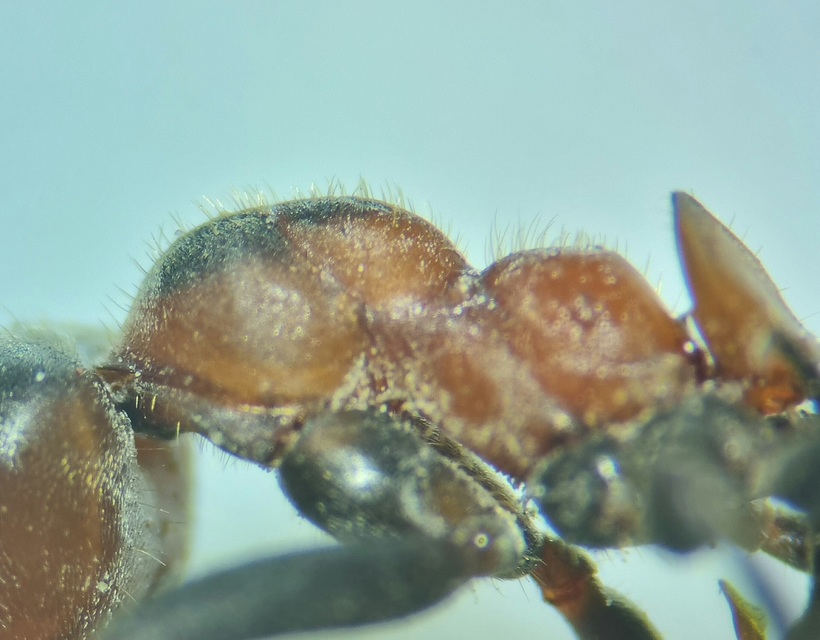 Formica pratensis - réti vöröshangya
