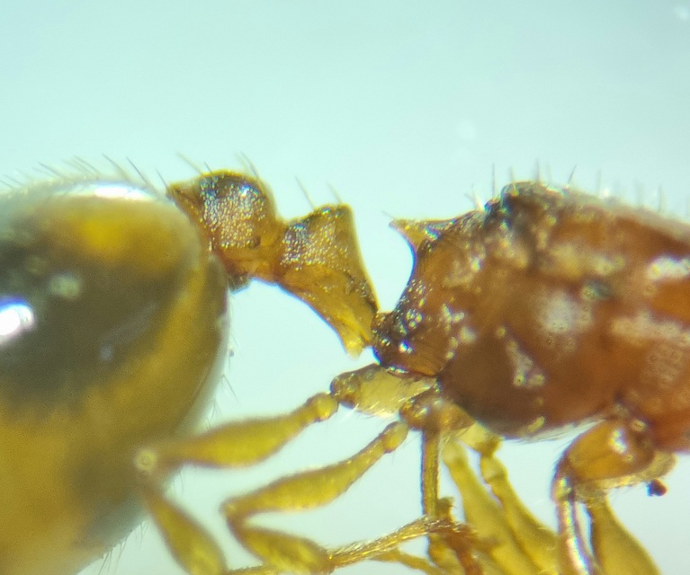 Temnothorax crassispinus - gubacslakó kéreghangya