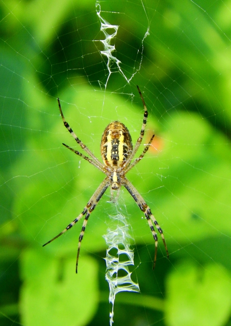 Argiope bruennichi - darázspók