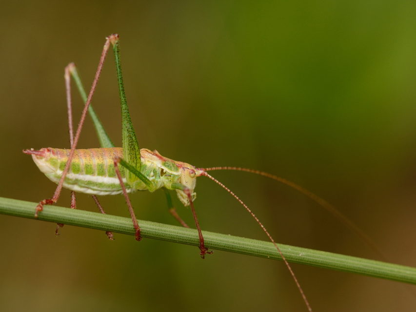 Leptophyes albovittata - közönséges virágszöcske