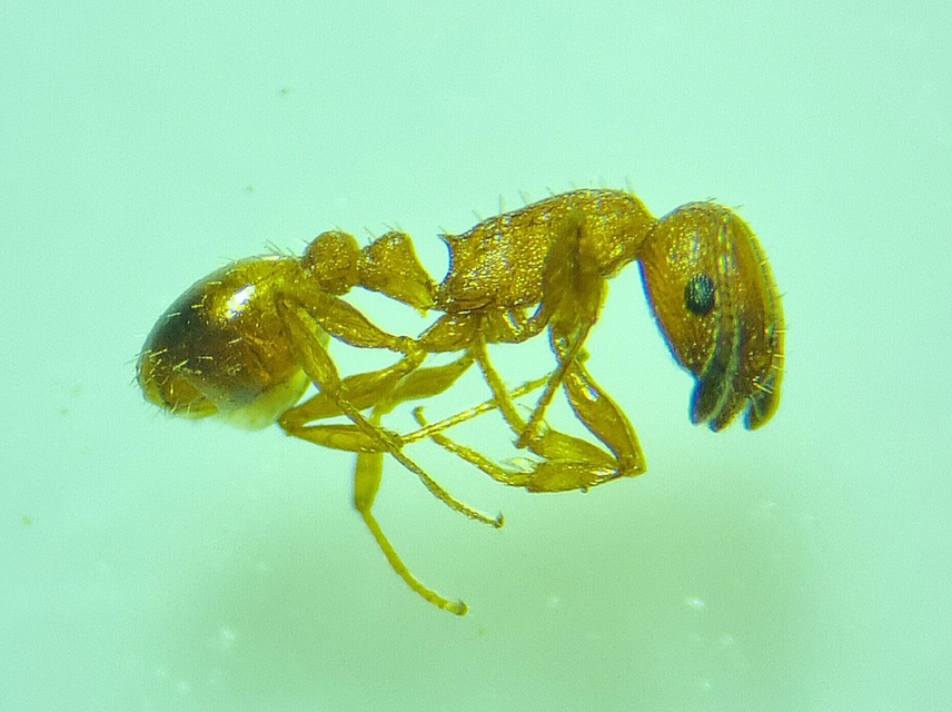 Temnothorax tuberum - barnatorú kéreghangya