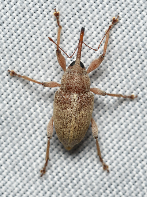 Curculio propinquus - halvány zsuzsóka