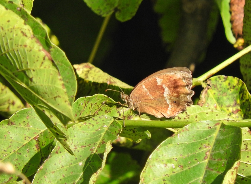 Minois dryas - fekete szemeslepke