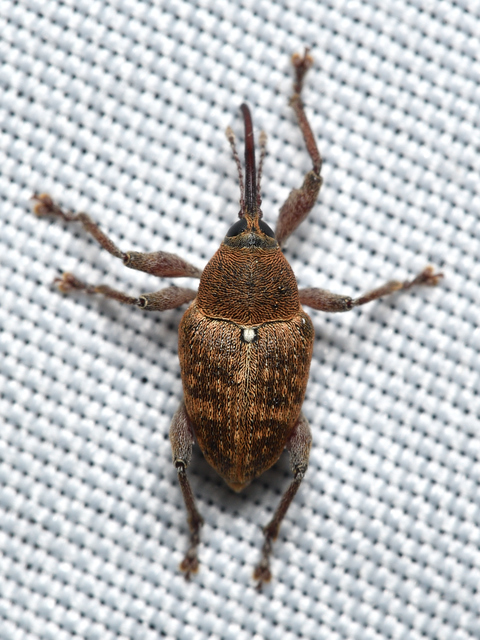 Curculio glandium - tölgymakkzsuzsóka