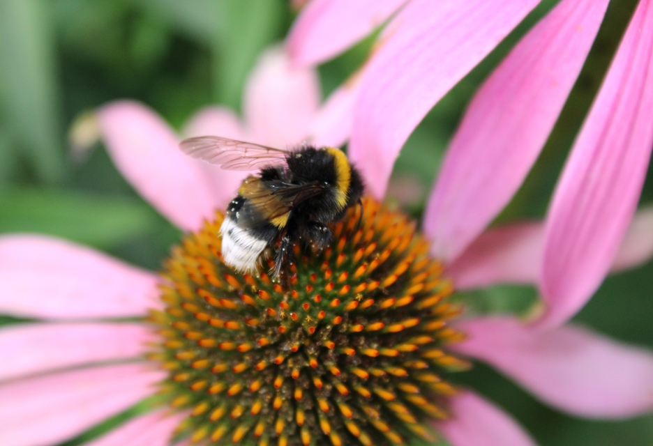 Bombus terrestris/lucorum