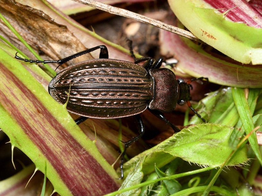 Carabus cancellatus - ragyás futrinka