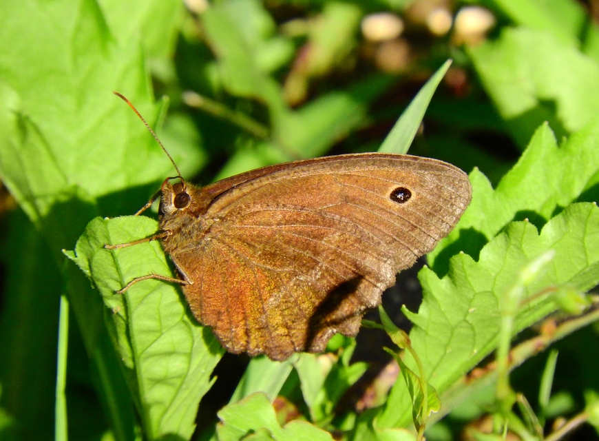 Minois dryas - fekete szemeslepke