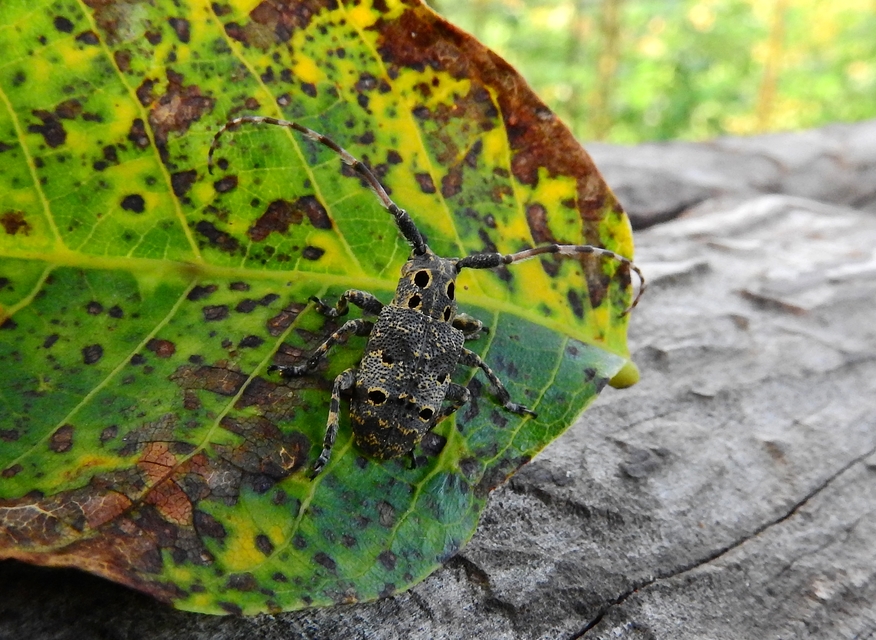 Mesosa curculionoides - szemfoltos cincér Mesosa curculionoides - szemfoltos cincér