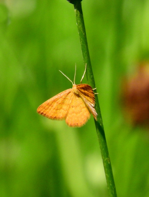 Idaea serpentata - kis sávosaraszoló