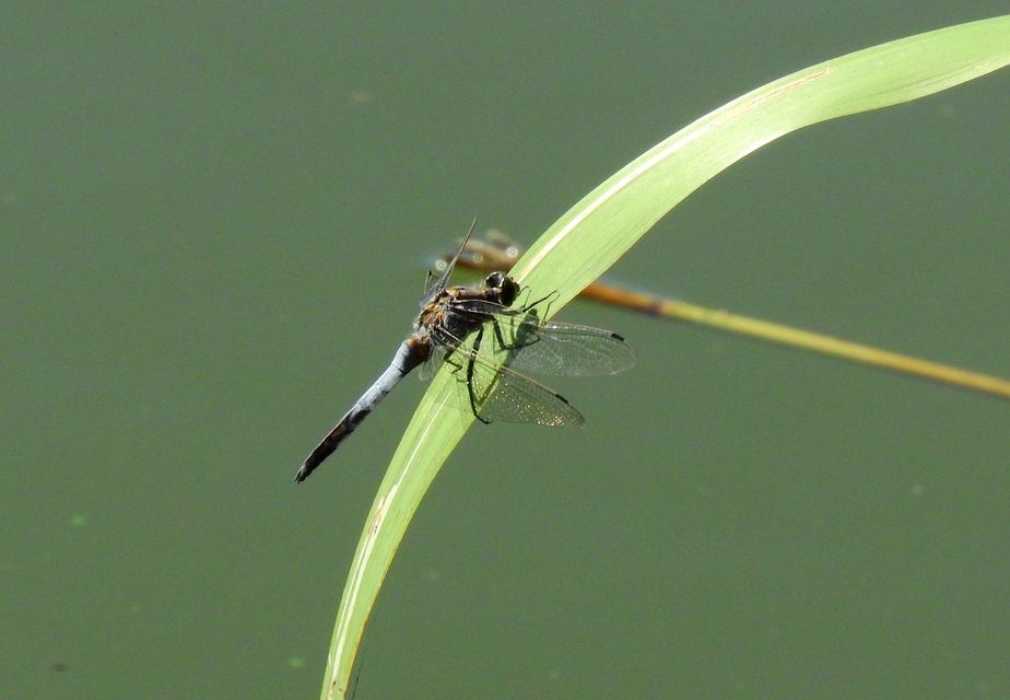 Orthetrum cancellatum - feketefarkú pásztorszitakötő